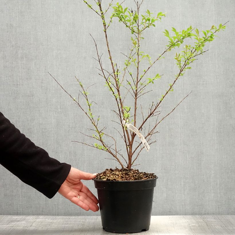 Example of Chinesische Kräuselmyrte Enduring Red - Lagerstroemia Topf mit 3L/4L as you get in printemps