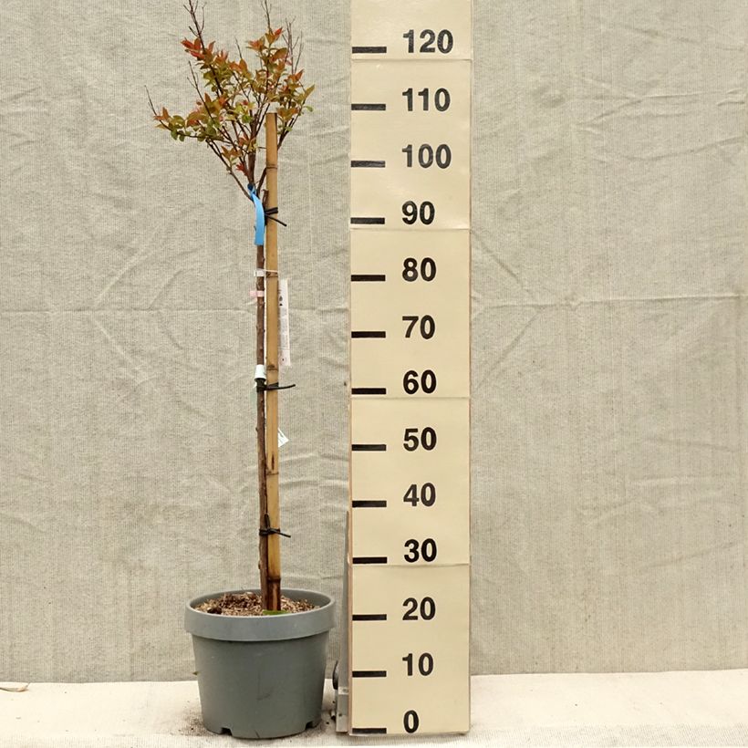 Example of Chinesische Kräuselmyrte Eveline - Lagerstroemia Topf mit 7,5L/10L as you get in printemps