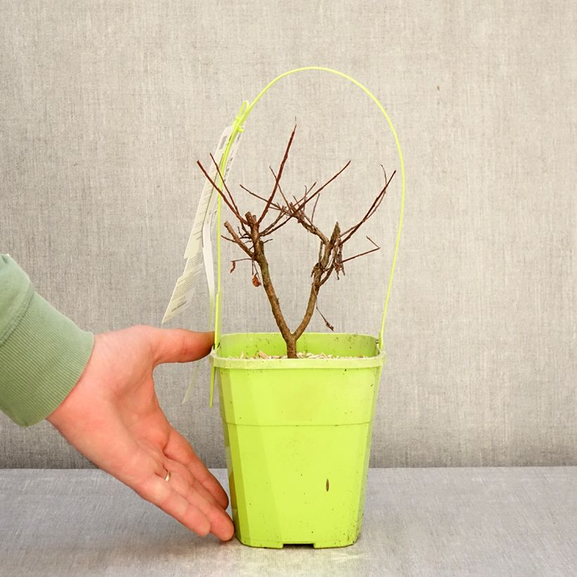 Exemplar von Chinesische Kräuselmyrte Girl With Love - Lagerstroemia Topf mit 2L/3L wie im Winter geliefert