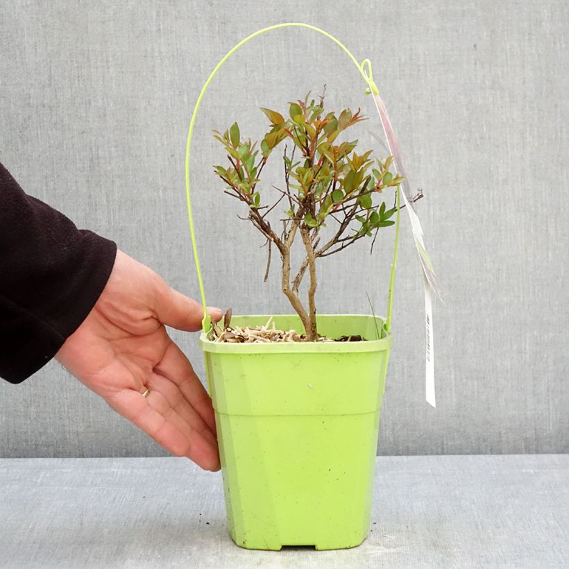 Exemplar von Chinesische Kräuselmyrte Girl With Love - Lagerstroemia Topf mit 2L/3L wie im Frühjahr geliefert