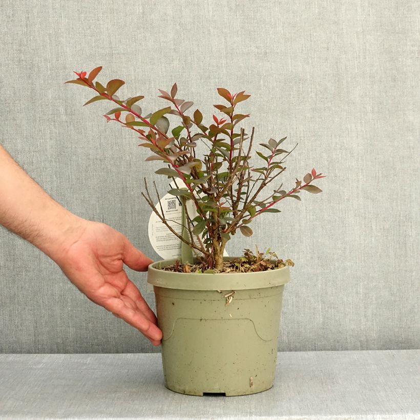 Exemplar von Chinesische Kräuselmyrte  Gourmet Choco Pink - Lagerstroemia Topf mit 4L/5L wie im Frühjahr geliefert