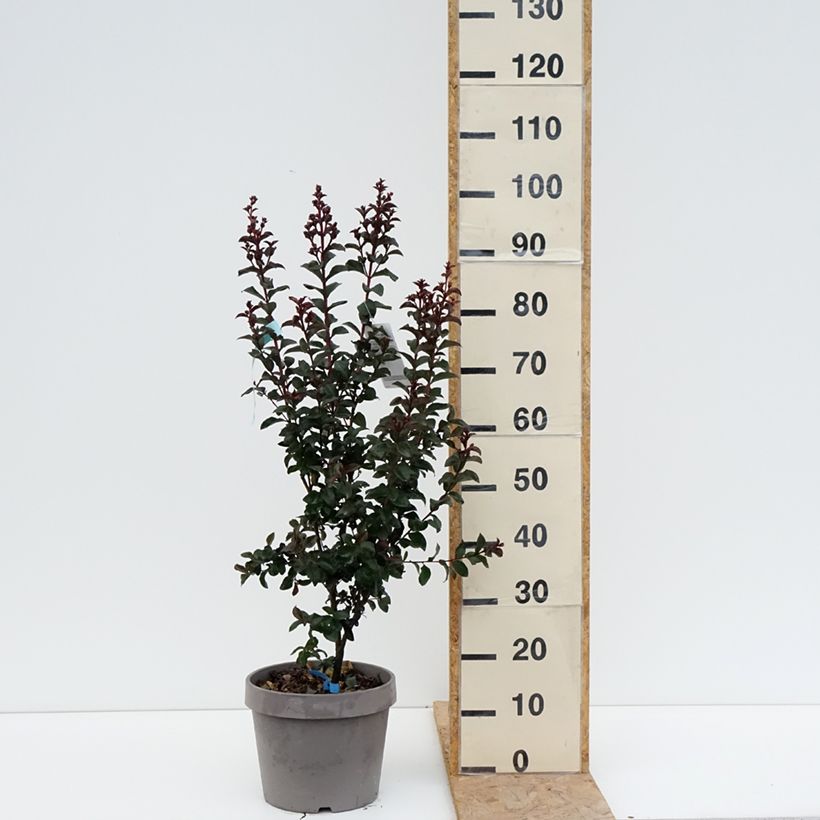 Exemplar von Chinesische Kräuselmyrte Rhapsody In Blue - Lagerstroemia Topf mit 7,5L/10L, Strauch wie im Sommer geliefert