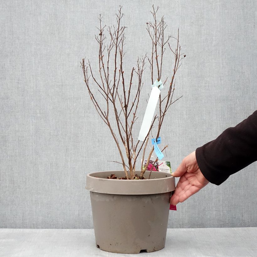 Exemplar von Chinesische Kräuselmyrte Rhapsody In Blue - Lagerstroemia Topf mit 7,5L/10L, Strauch wie im Frühjahr geliefert