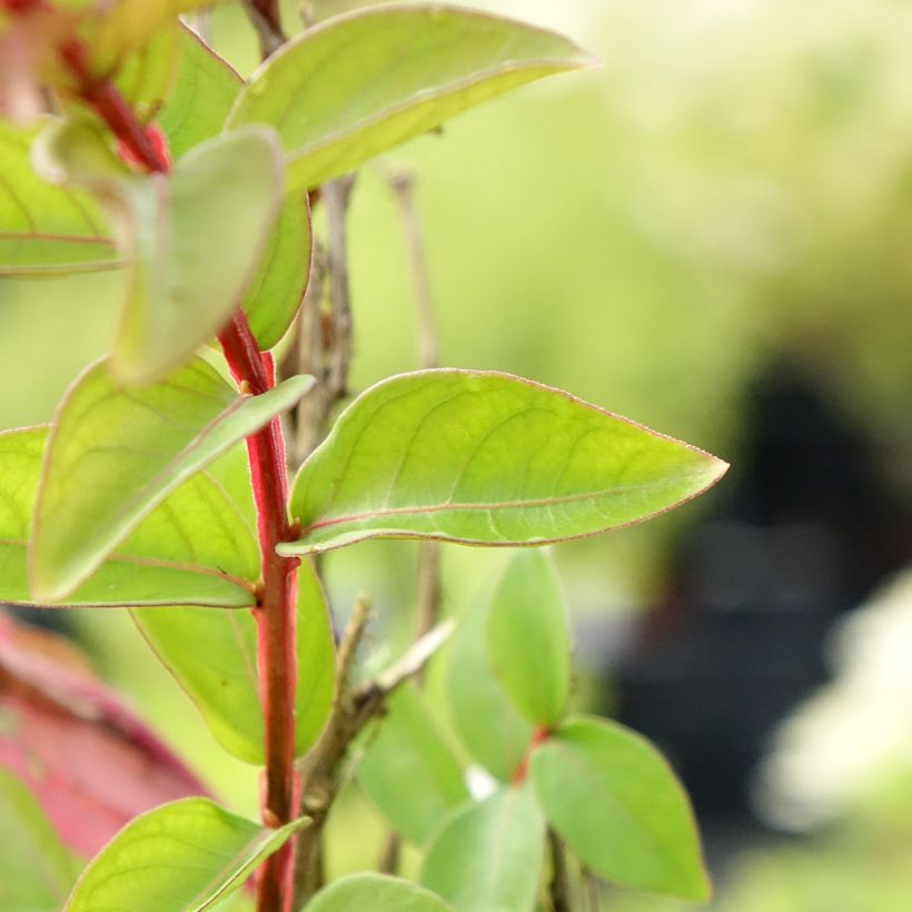 Chinesische Kräuselmyrte With Love Babe - Lagerstroemia (Laub)