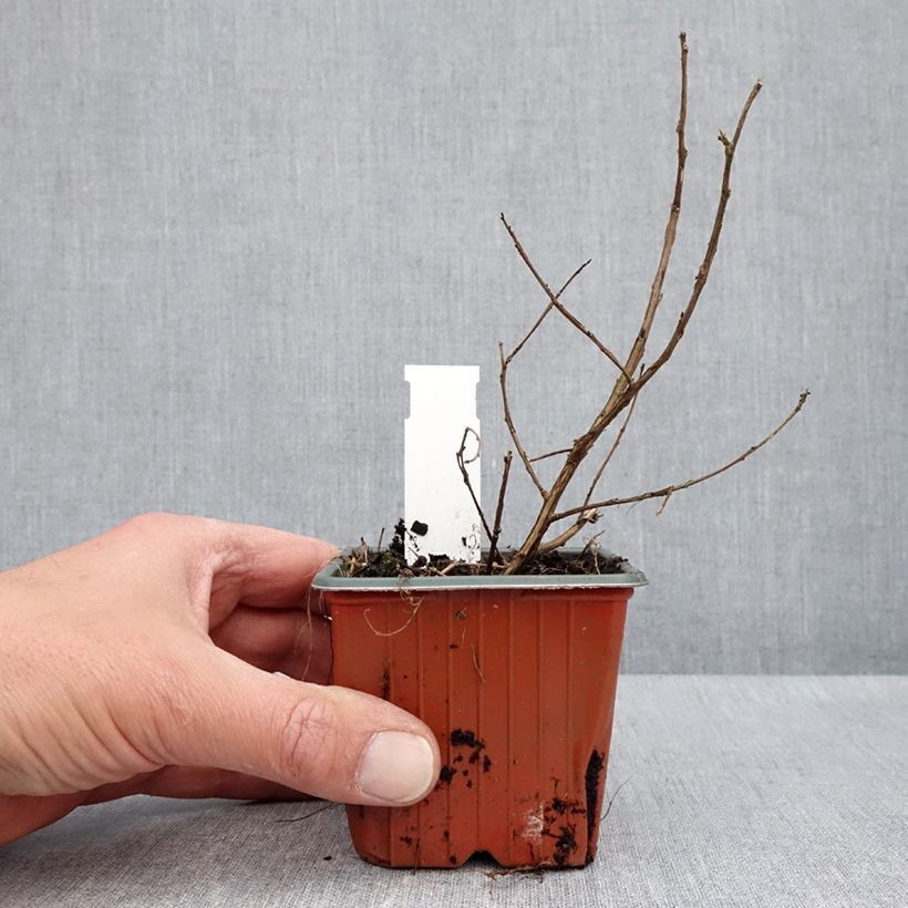 Exemplar von Chinesische Kräuselmyrte With Love Babe - Lagerstroemia Kleine Töpfe von 8/9 cm wie im Frühjahr geliefert