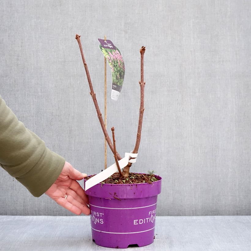 Exemplar von Zwerg-Duftflieder Pinktini™ - Syringa x prestoniae Topf mit 3L/4L wie im Winter geliefert