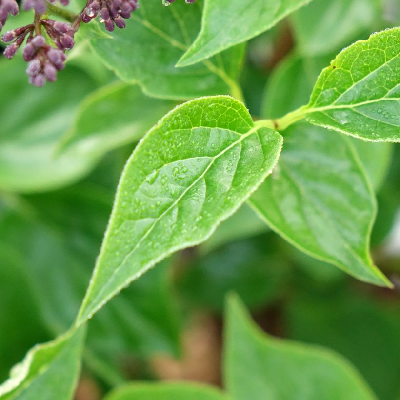 Syringa Baby Kim - Zwerg-Duftflieder (Laub)