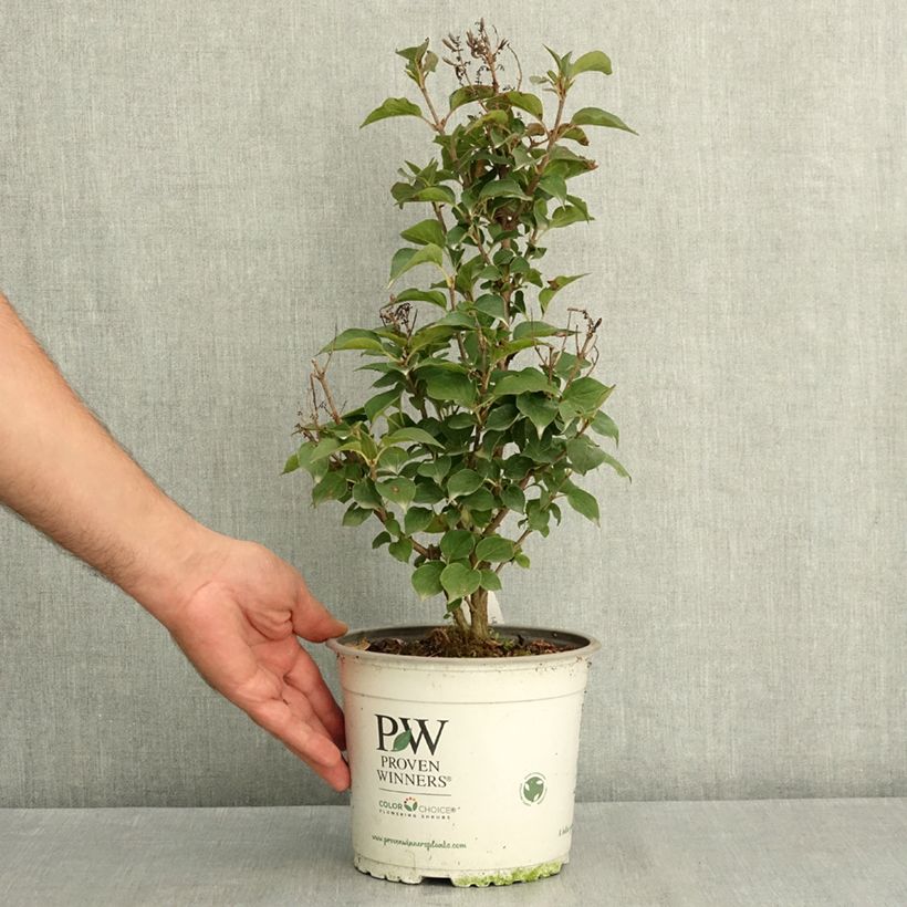 Exemplar von Syringa Baby Kim - Zwerg-Duftflieder Topf mit 3L/4L wie im Sommer geliefert