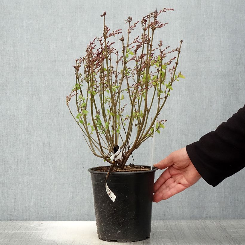 Example of Zwerg-Duftflieder Flowerfesta Pink - Syringa meyeri Topf mit 3L/4L as you get in printemps