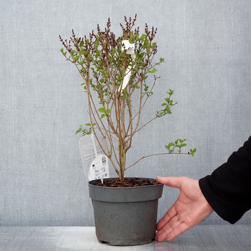 Example of Zwerg-Duftflieder Flowerfesta Purple - Syringa meyeri Topf mit 3L/4L as you get in printemps