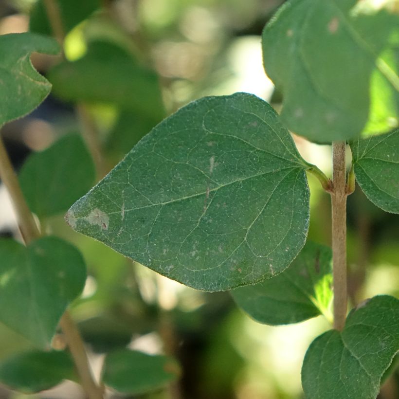Zwerg-Duftflieder Flowerfesta Purple - Syringa meyeri (Foliage)
