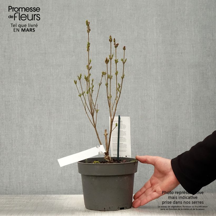 Example of Zwerg-Duftflieder Flowerfesta White - Syringa meyeri Topf mit 3L/4L as you get in printemps