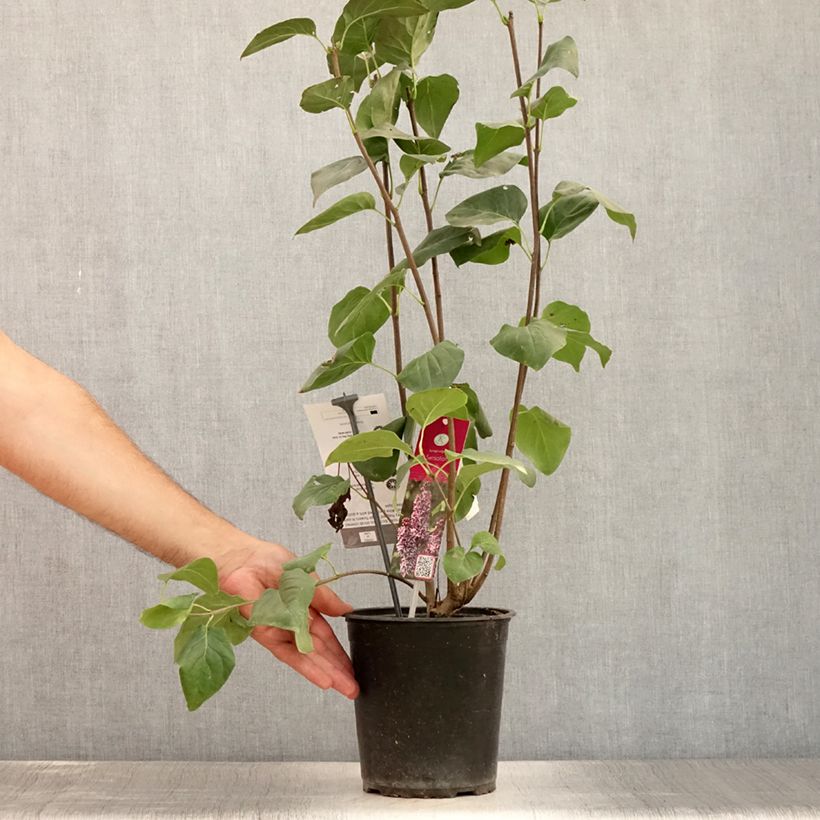 Exemplar von Edelflieder Sensation - Syringa vulgaris Topf mit 3L/4L, Strauch wie im Sommer geliefert
