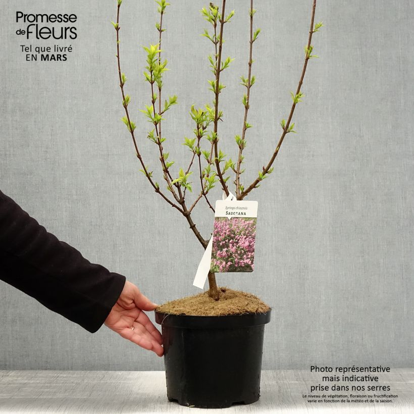 Example of Chinesischer Flieder Saugeana - Syringa chinensis Topf mit 2L/3L as you get in printemps