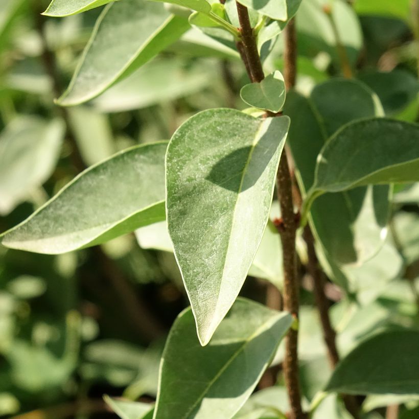 Chinesischer Flieder Saugeana - Syringa chinensis (Foliage)