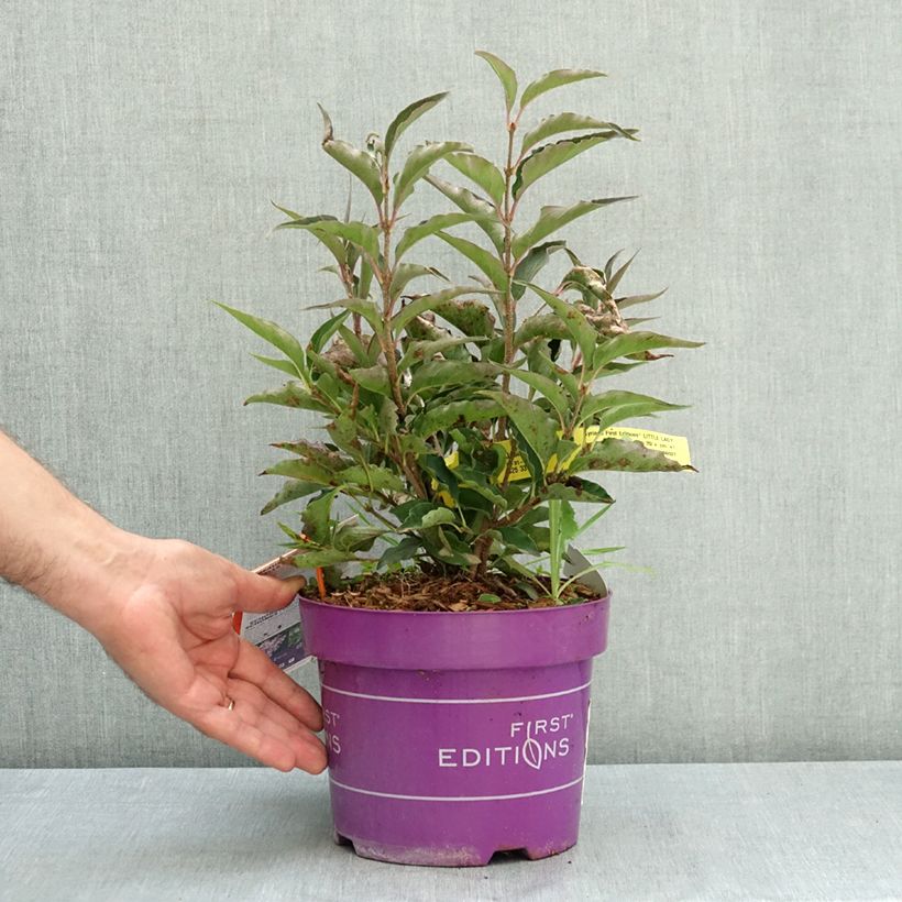 Exemplar von Zwerg-Duftflieder Little Lady™ - Syringa x hybrida Topf mit 3L/4L wie im Sommer geliefert