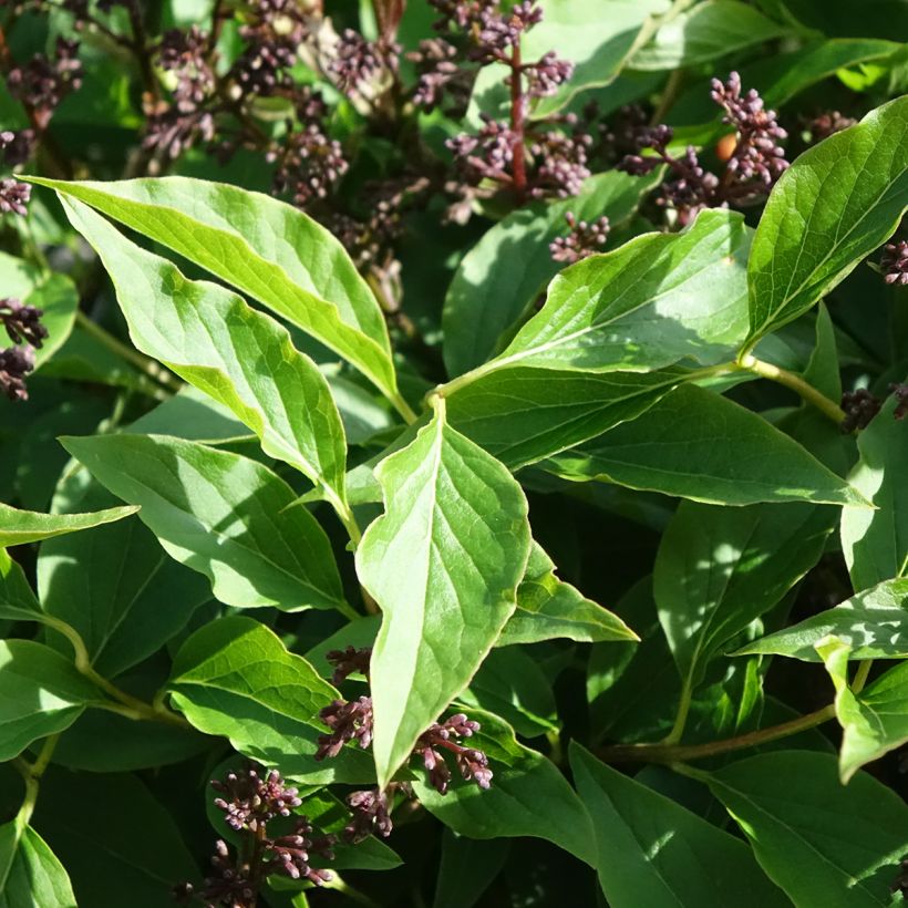 Zwerg-Duftflieder Little Lady™ - Syringa x hybrida (Laub)
