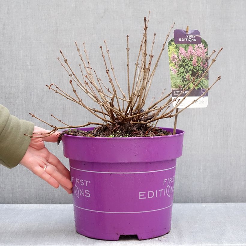 Example of Zwerg-Duftflieder Little Lady™ - Syringa x hybrida Topf mit 7,5L/10L as you get in hiver
