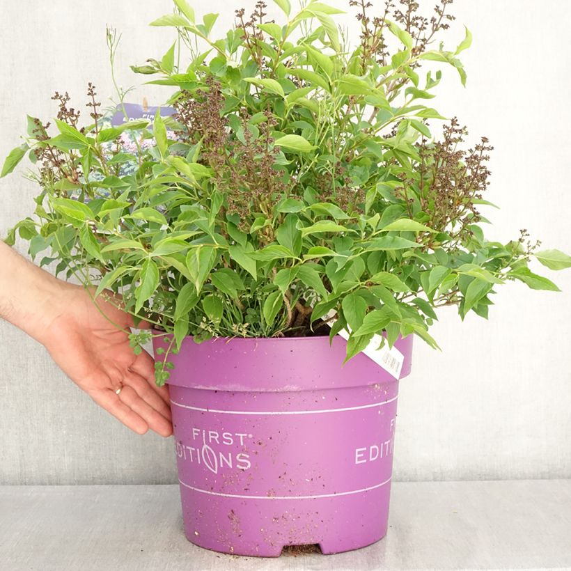 Exemplar von Zwerg-Duftflieder Little Lady™ - Syringa x hybrida Topf mit 7,5L/10L wie im Frühjahr geliefert