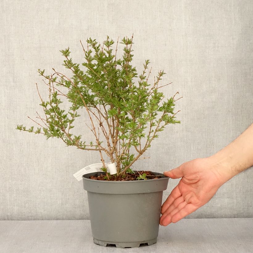 Exemplar von Afghanischer Flieder Kabul - Syringa protolaciniata Topf mit 3L/4L wie im Frühjahr geliefert