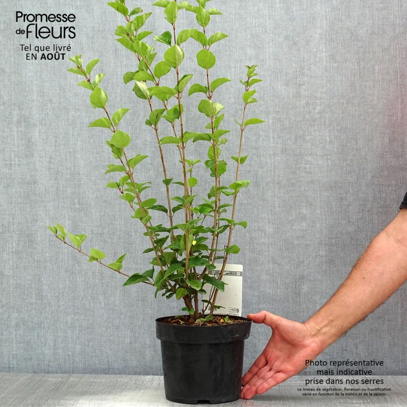 Exemplar von Syringa Tinkerbelle - Zwerg-Duftflieder Topf mit 2L/3L wie im Sommer geliefert
