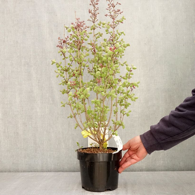 Exemplar von Syringa Tinkerbelle - Zwerg-Duftflieder Topf mit 2L/3L wie im Frühjahr geliefert