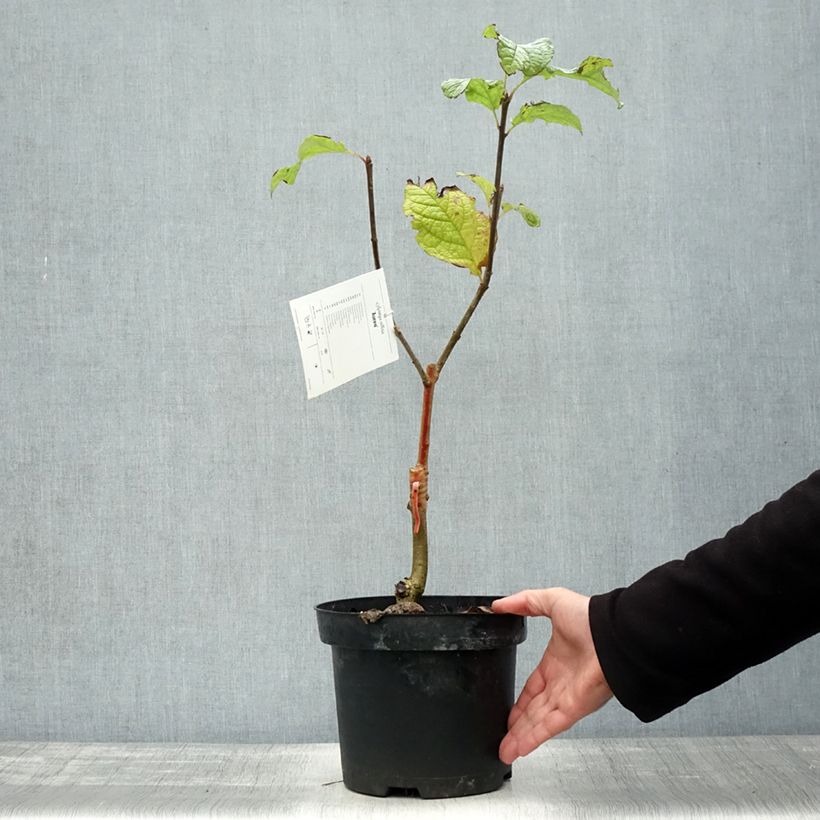 Exemplar von Zottiger Flieder Aurea - Syringa villosa Topf mit 4L/5L wie im Herbst geliefert