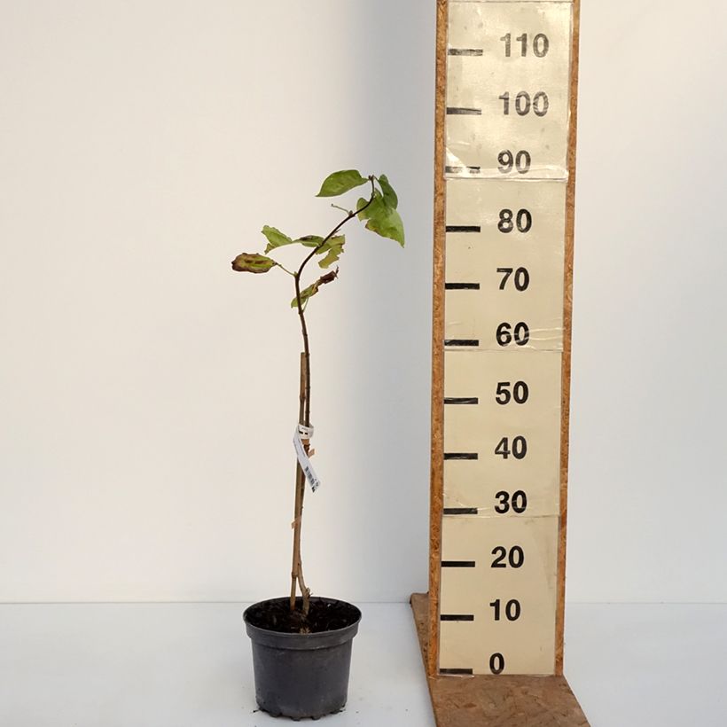 Exemplar von Edelflieder Aucubaefolia - Syringa Topf mit 4L/5L wie im Herbst geliefert