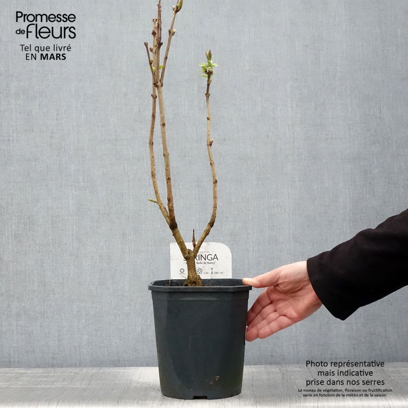 Example of Edelflieder Belle de Nancy - Syringa vulgaris Topf mit 3L/4L as you get in printemps