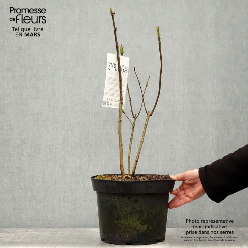 Example of Edelflieder Charles Joly - Syringa vulgaris Topf mit 7,5L/10L as you get in printemps