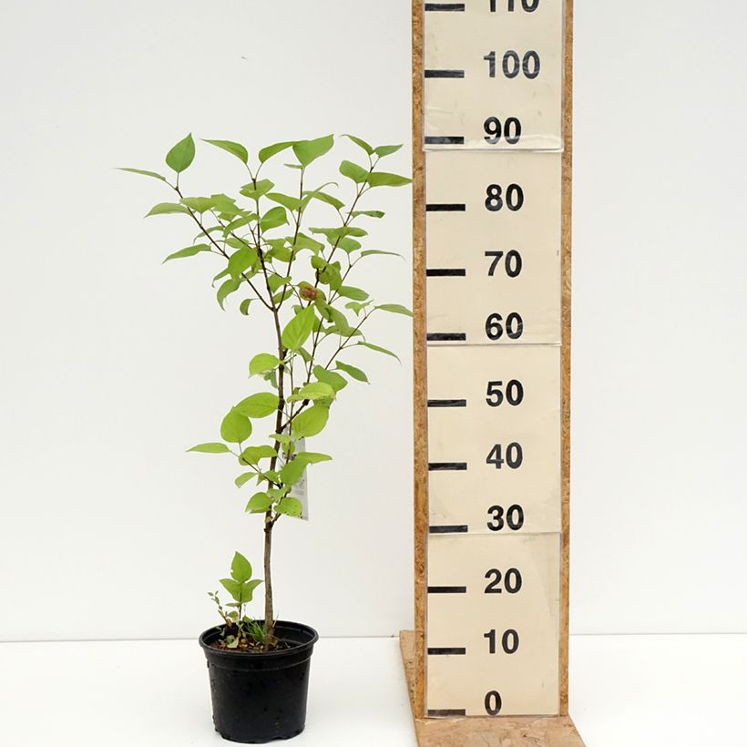 Exemplar von Edelflieder Charles Joly - Syringa vulgaris Topf mit 2L/3L wie im Sommer geliefert