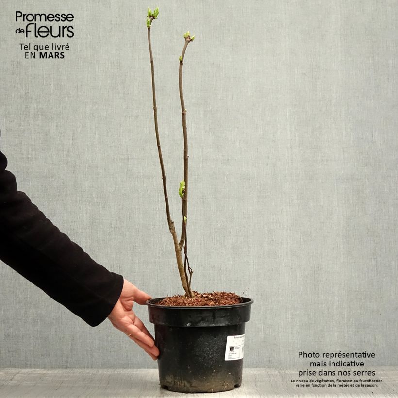 Example of Edelflieder Charles Joly - Syringa vulgaris Topf mit 2L/3L as you get in printemps