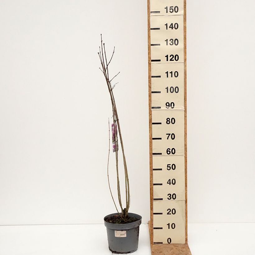 Exemplar von Edelflieder Charles Joly - Syringa vulgaris Topf mit 7,5L/10L wie im Herbst geliefert