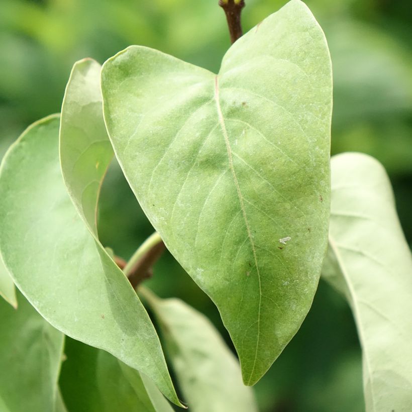 Edelflieder Katherine Havemeyer - Syringa vulgaris (Foliage)
