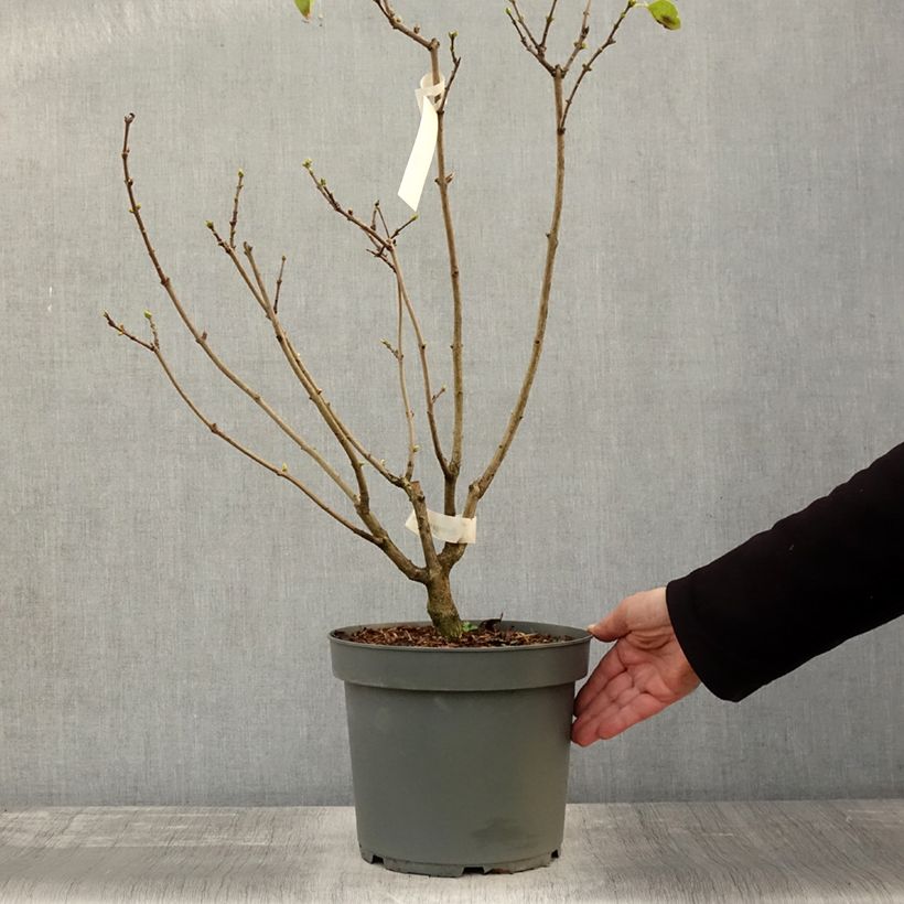 Exemplar von Edelflieder Madame Lemoine - Syringa vulgaris Topf mit 7,5L/10L wie im Herbst geliefert