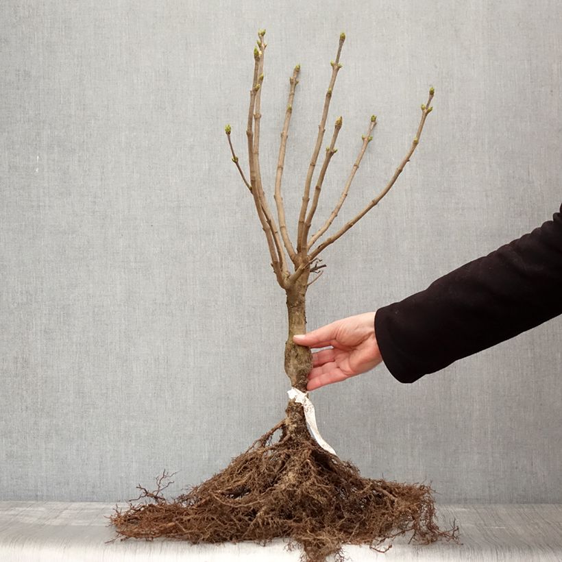 Exemplar von Edelflieder Madame Lemoine - Syringa vulgaris Wurzelnackt, Strauch wie im Winter geliefert