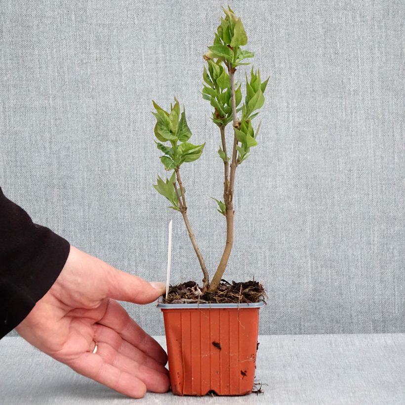 Exemplar von Edelflieder Nadezhda - Syringa vulgaris Kleine Töpfe von 8/9 cm wie im Frühjahr geliefert