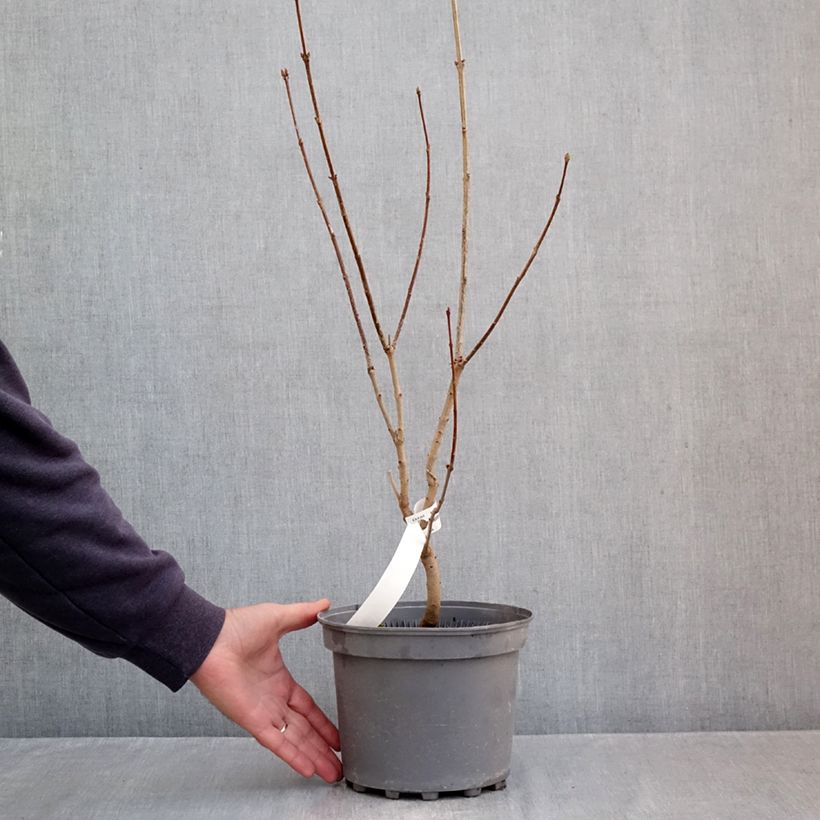Exemplar von Edelflieder Nadezhda - Syringa vulgaris Topf mit 4L/5L wie im Herbst geliefert