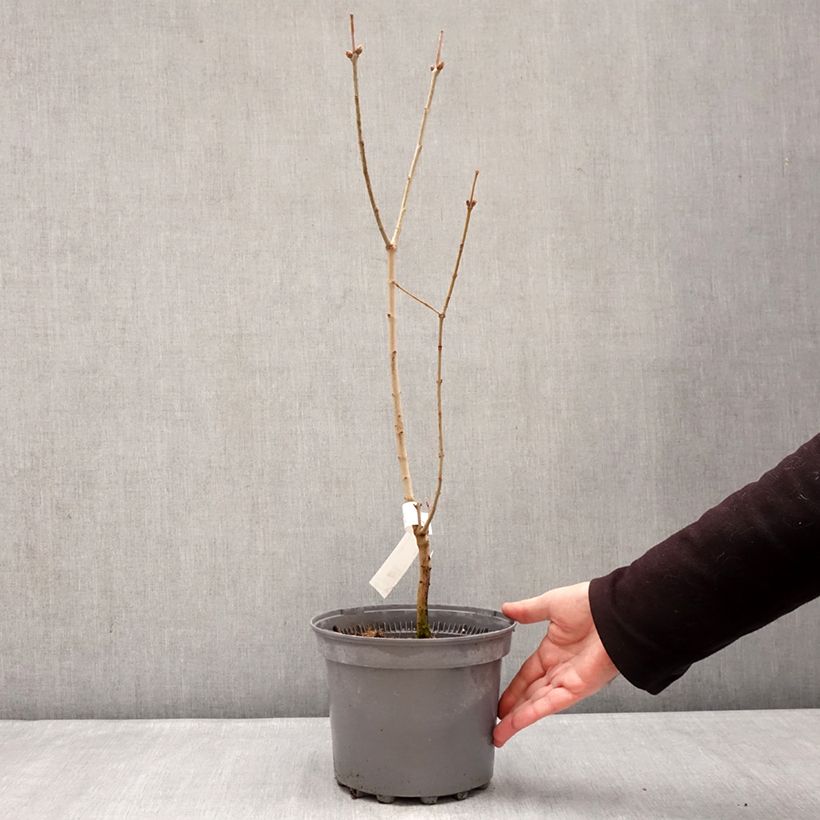 Exemplar von Edelflieder Nadezhda - Syringa vulgaris Topf mit 4L/5L wie im Winter geliefert