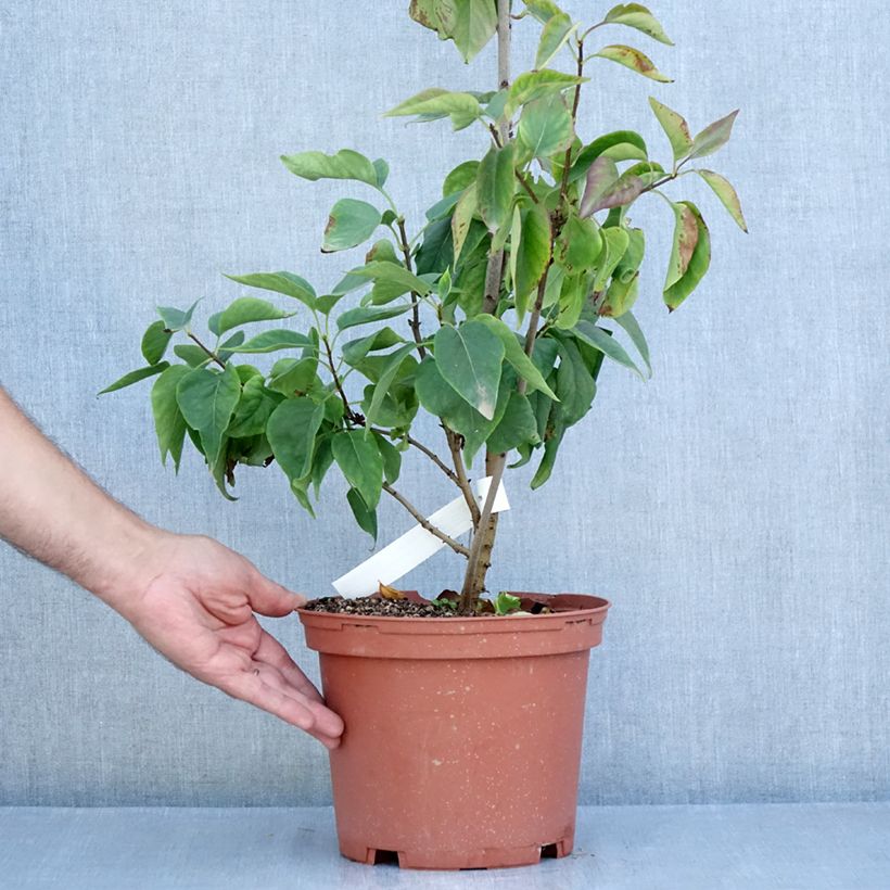 Exemplar von Edelflieder Président Grevy - Syringa vulgaris Topf mit 4L/5L, Strauch wie im Sommer geliefert
