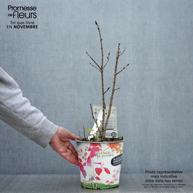 Exemplar von Edelflieder Souvenir de Louis Spaeth - Syringa vulgaris Topf mit 2L/3L, Strauch wie im Herbst geliefert