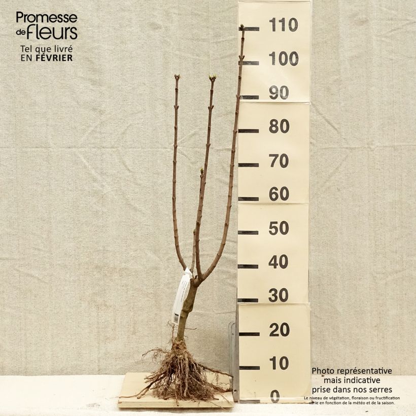 Exemplar von Edelflieder Souvenir de Louis Spaeth - Syringa vulgaris Wurzelnackt, Strauch wie im Winter geliefert