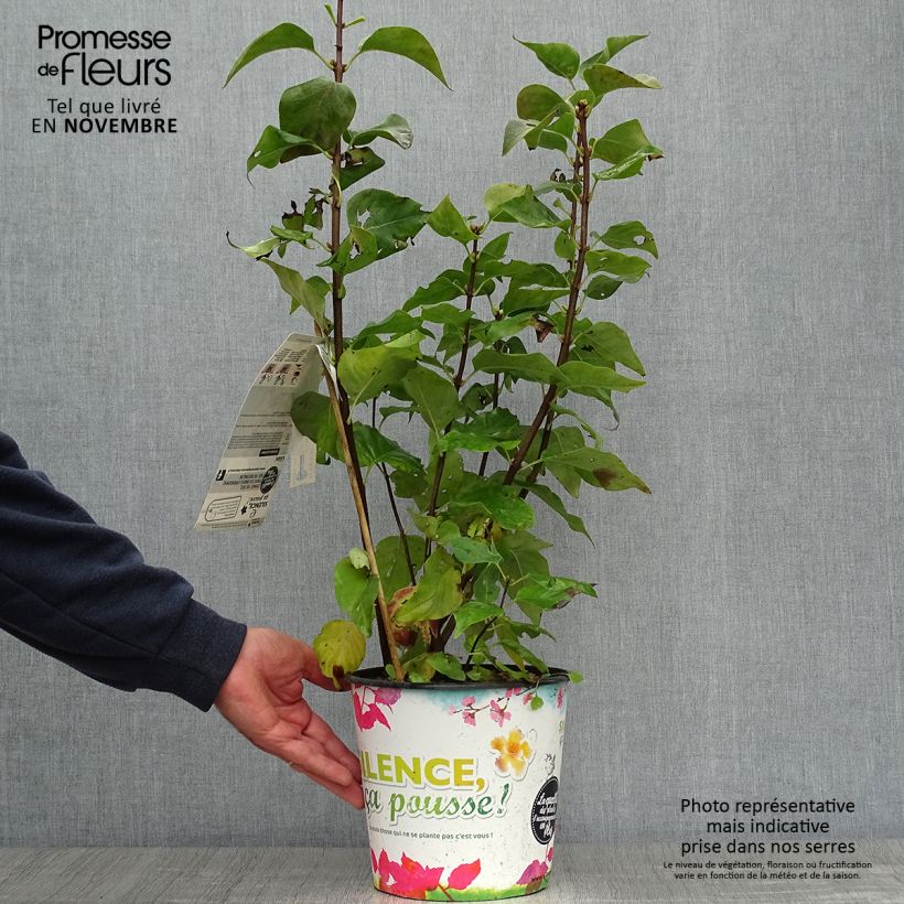 Exemplar von Edelflieder Zhemchuzhina - Syringa vulgaris Topf mit 4L/5L, Strauch wie im Herbst geliefert