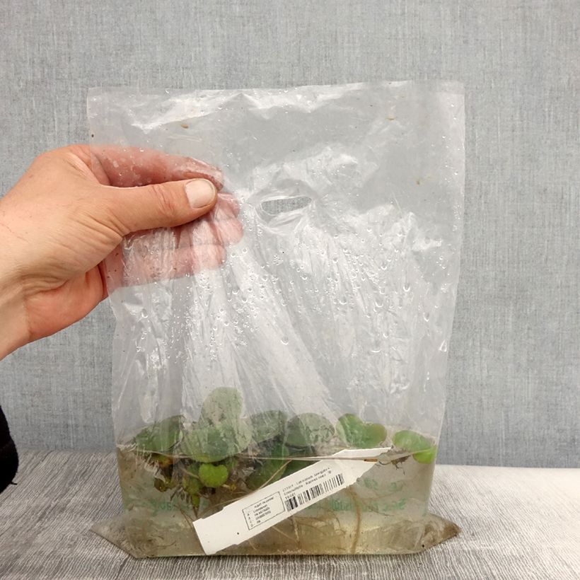 Exemplar von Limnobium laevigatum - Südamerikanischer Froschbiss Wurzelnackt wie im Frühjahr geliefert