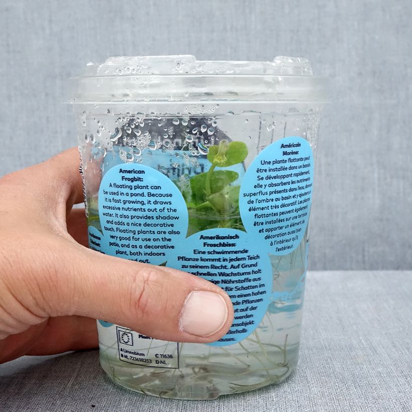 Exemplar von Limnobium spongia - Nordamerikanischer Froschbiss Box wie im Sommer geliefert