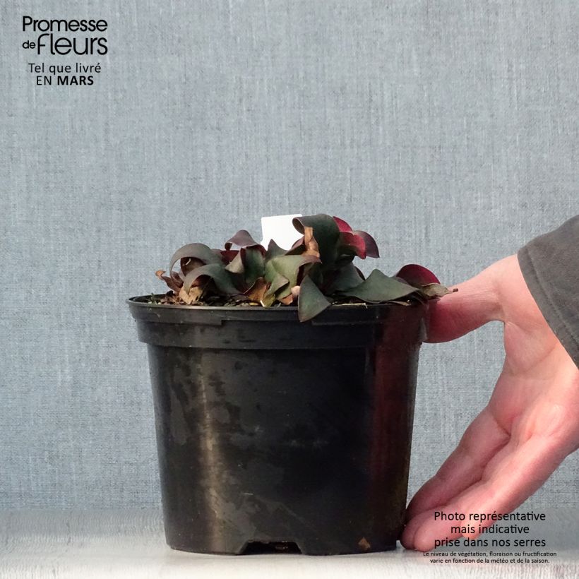 Example of Limonium gmelinii Dazzle Rocks - Blauer Strandflieder Topf mit 2L/3L as you get in printemps