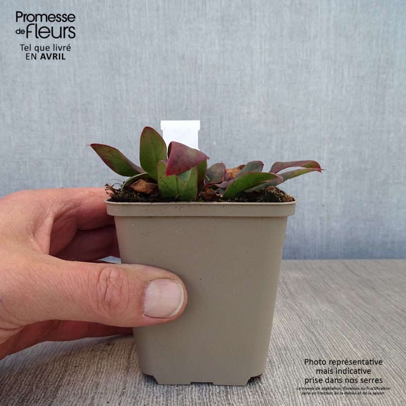 Example of Limonium gmelinii Dazzle Rocks - Blauer Strandflieder Kleine Töpfe von 8/9 cm as you get in printemps