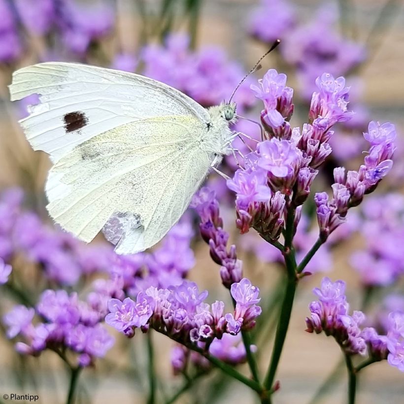 Limonium gmelinii Dazzle Rocks - Blauer Strandflieder (Flowering)