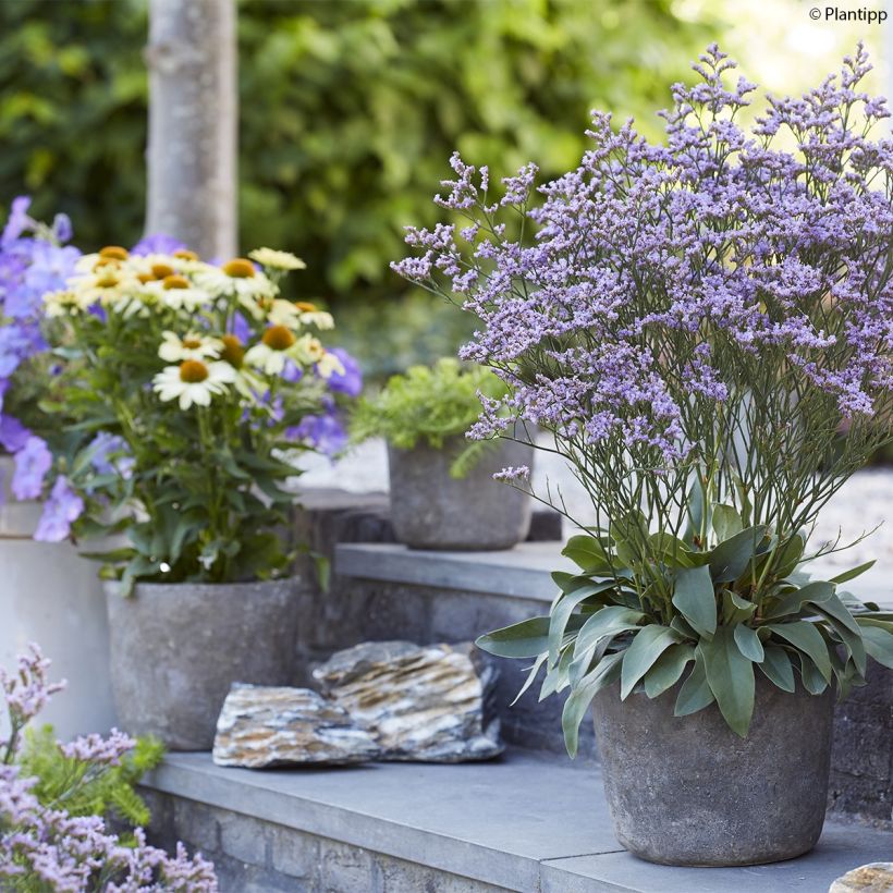 Limonium gmelinii Dazzle Rocks - Blauer Strandflieder (Plant habit)