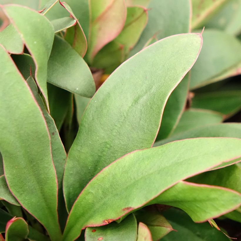 Limonium gmelinii Dazzle Rocks - Blauer Strandflieder (Foliage)